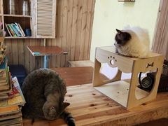 -猫色咖啡·猫咖