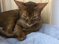 -Umiao与猫咖啡 猫咖