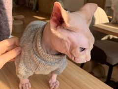 -猫腻·猫咖·撸猫馆(星光大道店)