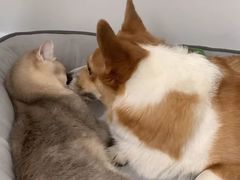 -纳吉亚猫专科动物诊疗中心(蒋宅口分院)