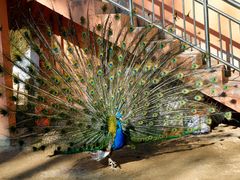 -荆州中山公园动物园