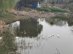 -贡湖湾湿地公园