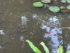 -中国科学院西双版纳热带植物园