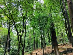 -火炉山森林公园