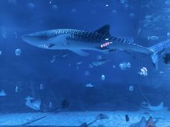 -烟台海昌鲸鲨海洋公园