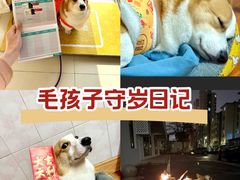 -艾贝尔宠物医院 ·内科全科(梁溪路店)