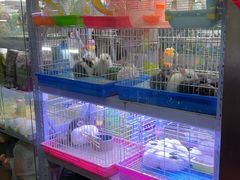 -花鸟鱼虫鲜花绿植市场(玉泉路店)