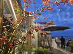 -川旺角川粤融合菜•海景餐厅(星海广场店)