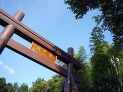 -龙井村