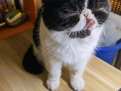 -平行世界·猫咖(首经贸店)
