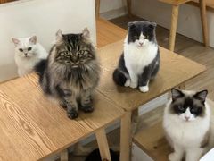 -李小姐の猫咖啡馆(五角场店)