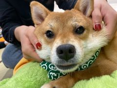 -逗柴咖啡屋·狗咖猫咖宠物桌游