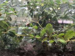 -上海昆虫博物馆