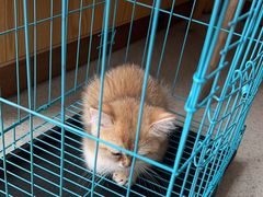 -宠颐生宠物医院·心肾内科·猫专科诊疗中心宠巢店