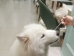-安格丽娜·狗咖·猫咖羊驼咖(春熙路百盛商场店)