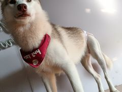 -Husky Go! 哈士奇体验馆·宠物咖啡厅狗咖