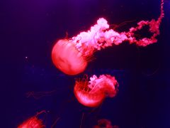 -深圳野生动物园