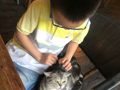 -吉丁鸟咖·异宠·寄养