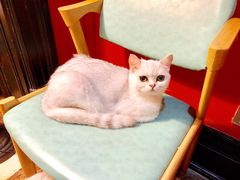 -猫色咖啡·猫咖
