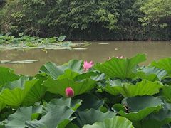 -西安浐灞国家湿地公园