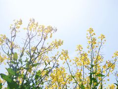 -桑洲油菜花景区