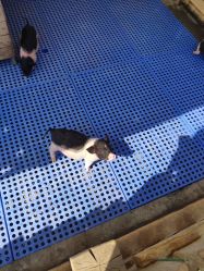 -萌宠亲子动物乐园(槐房万达店)