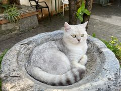 -喵屿·大理花园猫咖