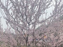 -香炉山国家森林公园