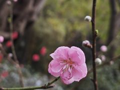 -桃花涧