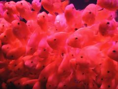 -左海海底世界