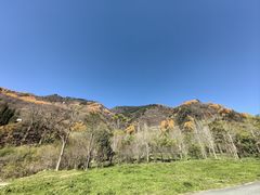 -卧龙中华大熊猫苑神树坪基地