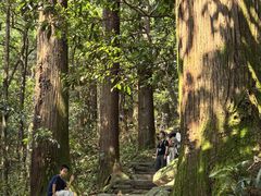 -天目山大树王景区