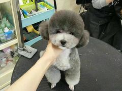 -多卡布奇宠物生活馆(上林世家店)