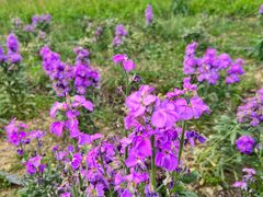 -紫颐香薰山谷景区