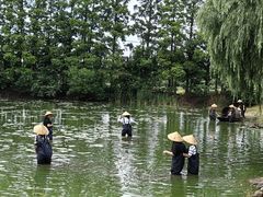 -上海长兴岛郊野公园