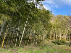 -苏州上方山国家森林公园