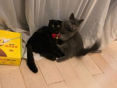 -Goku PET SHOP宠物视觉生活馆(双井店)