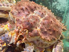 -万龙洲海鲜(大兴绿地缤纷城店)