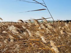-盐城丹顶鹤湿地生态旅游区