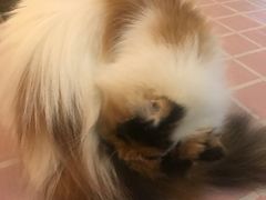 -吉丁鸟咖·异宠·寄养