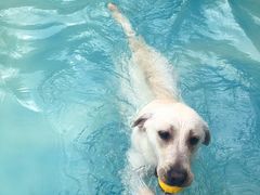 -汪说喵讲宠物乐园宠物酒店(红星美凯龙店)