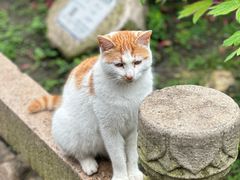 -龙华寺