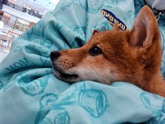 -柴犬小屋·柴餐厅·狗咖食堂(金鼎广场店)