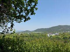 -香雪海