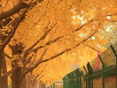 -三里屯东五街银杏大道