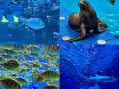 -海合安成都极地海洋公园