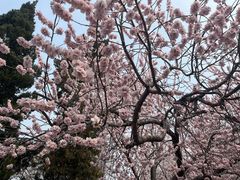 -桃花堤公园