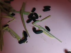 -菲尔斯特宠物医院