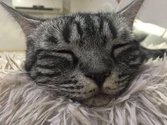 -李小姐の猫咖啡馆(五角场店)