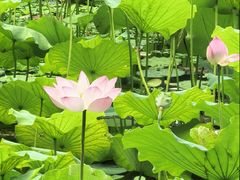 -荔湾湖公园